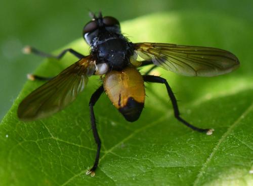 Réf. 324 688 : Hemyda obscuripennis